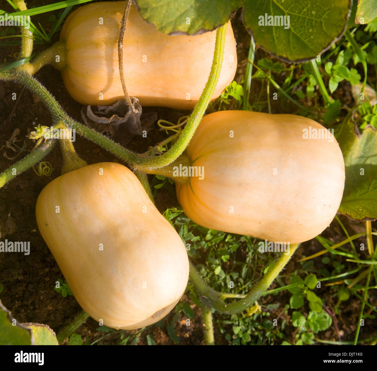 List 90+ Images Pictures Of Butternut Squash Growing Latest