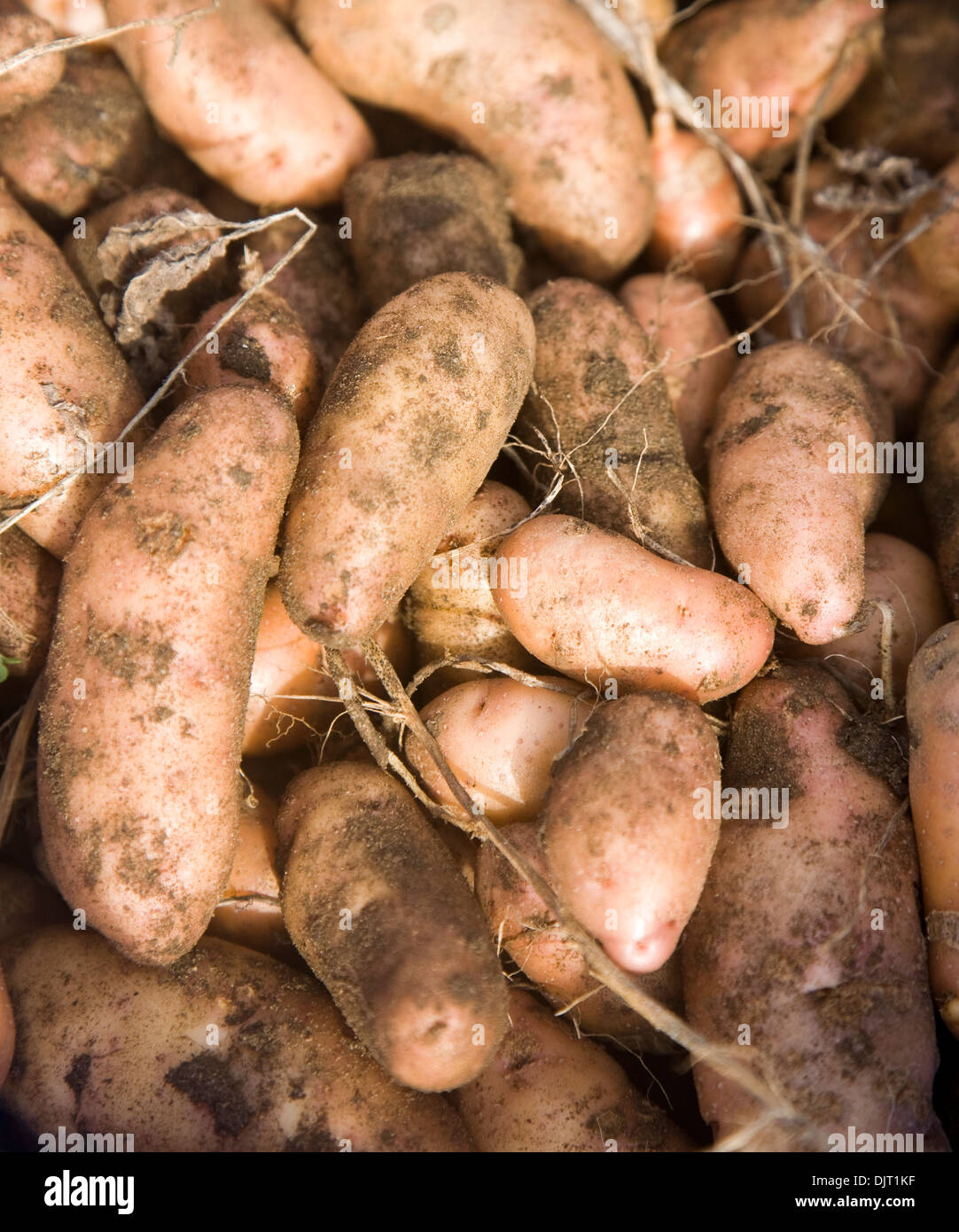 Pink fir apple potatoes close-up Stock Photo