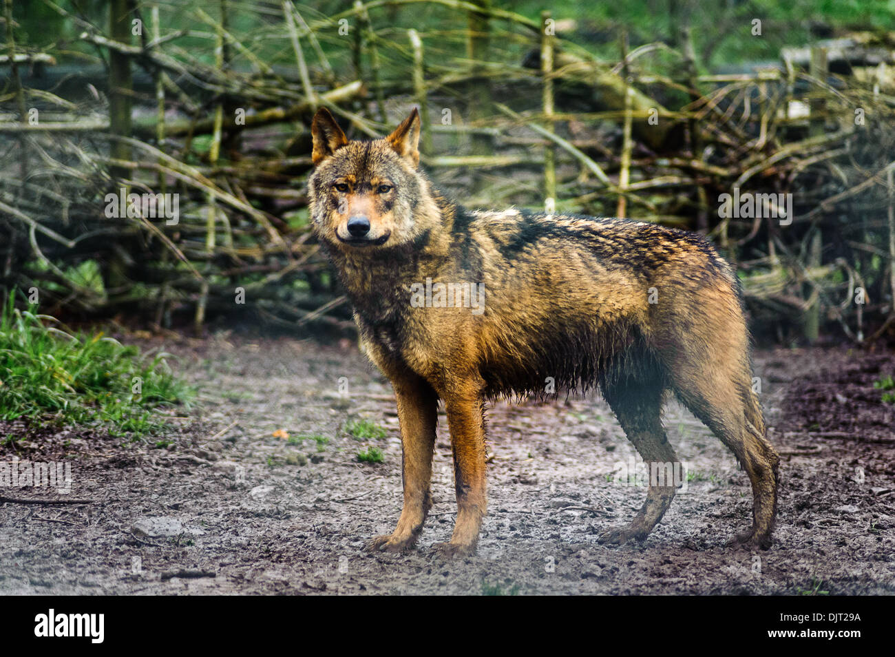 Red wolf endangered species in captivity Dartmoor zoo Devon Stock Photo