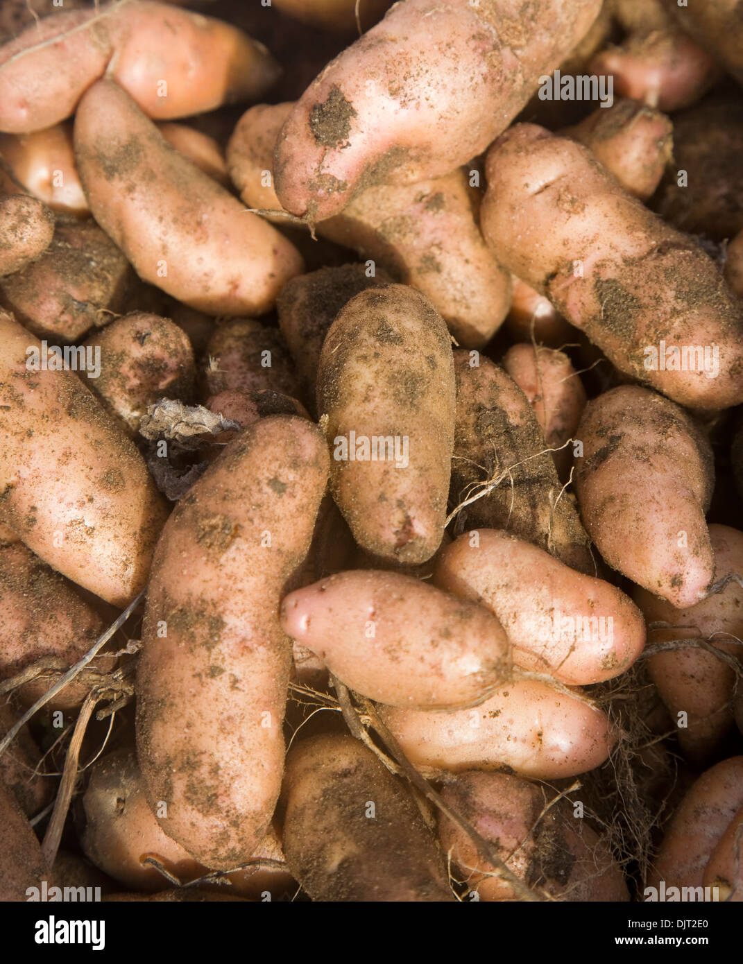 Pink fir apple potatoes close-up Stock Photo
