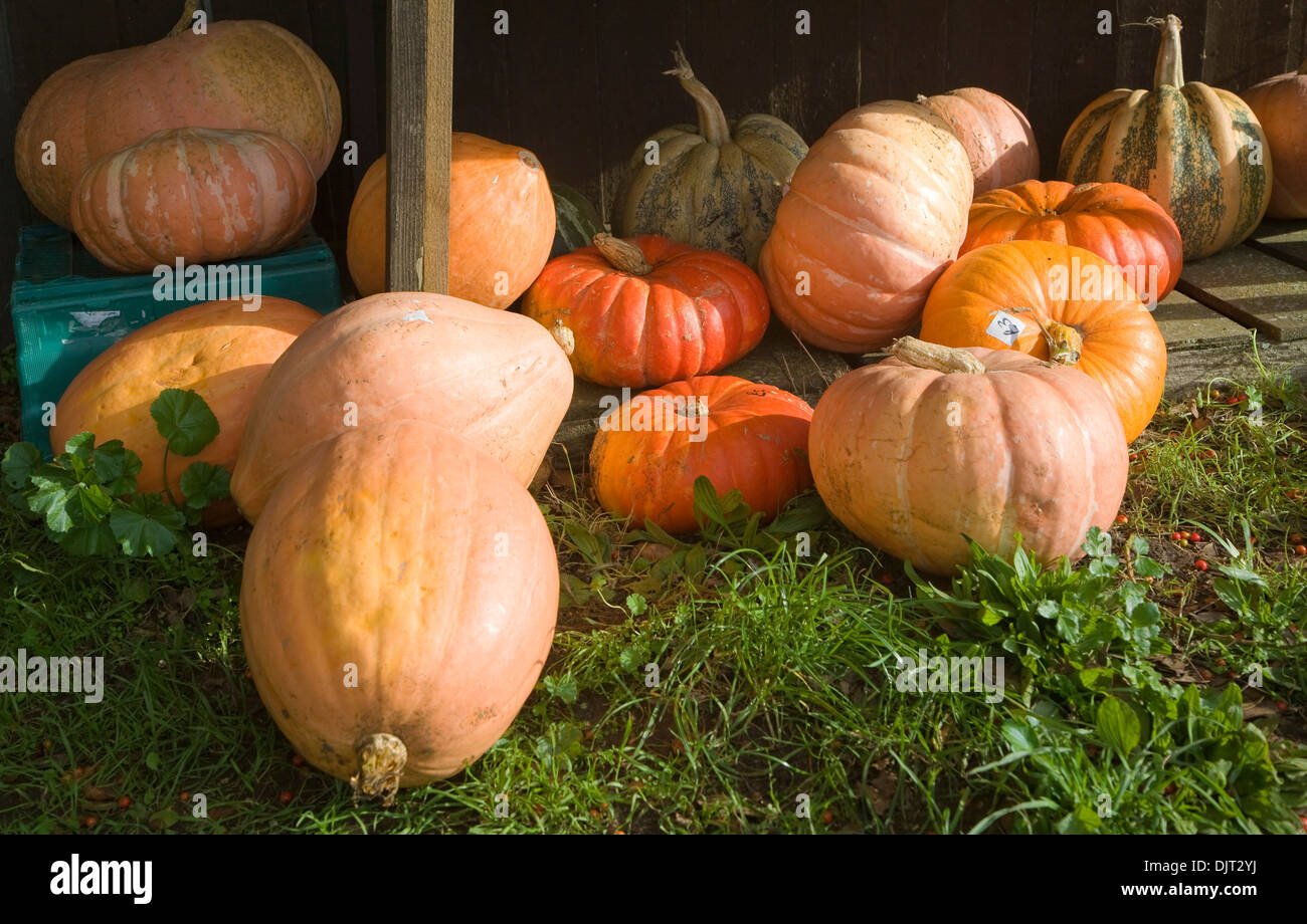 Large Pumpkins On Sale Stock Photo Alamy large-pumpkins-on-sale-stock-photo-alamy