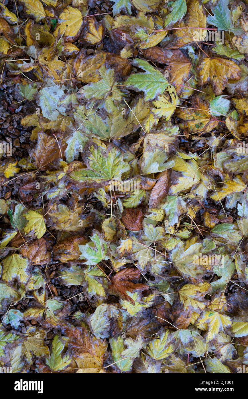 Wet leaves hi-res stock photography and images - Alamy