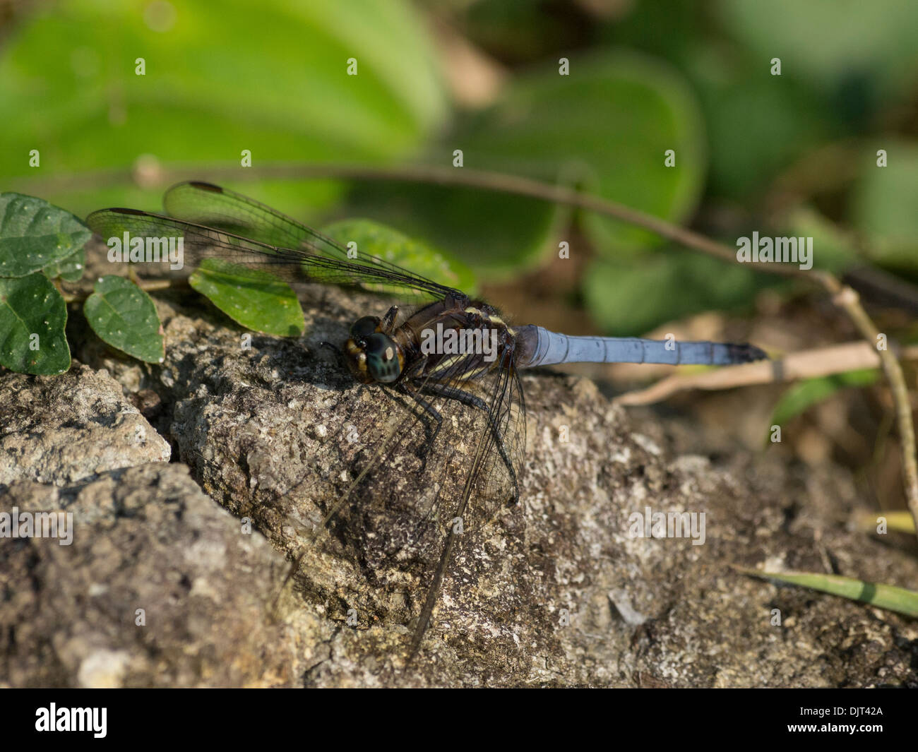 Dragonfly sitting on the rock close up, blue tail Stock Photo - Alamy