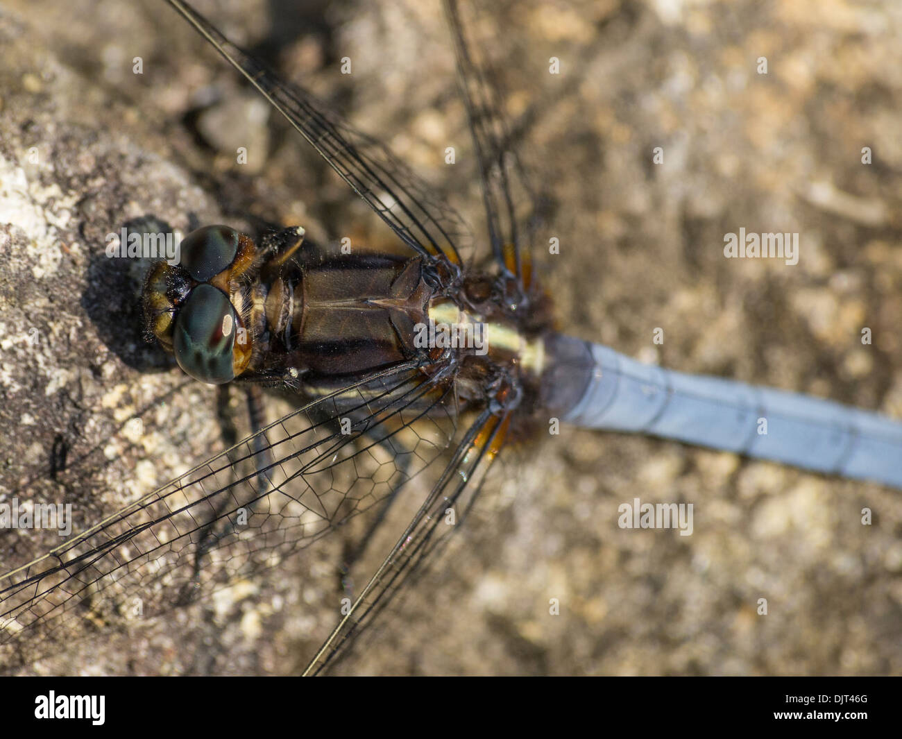 Dragonfly sitting on the rock close up, blue tail Stock Photo - Alamy