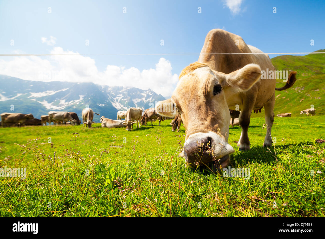 Cow grazing on grass field at St. Gotthard, Switzerland. Stock Photo