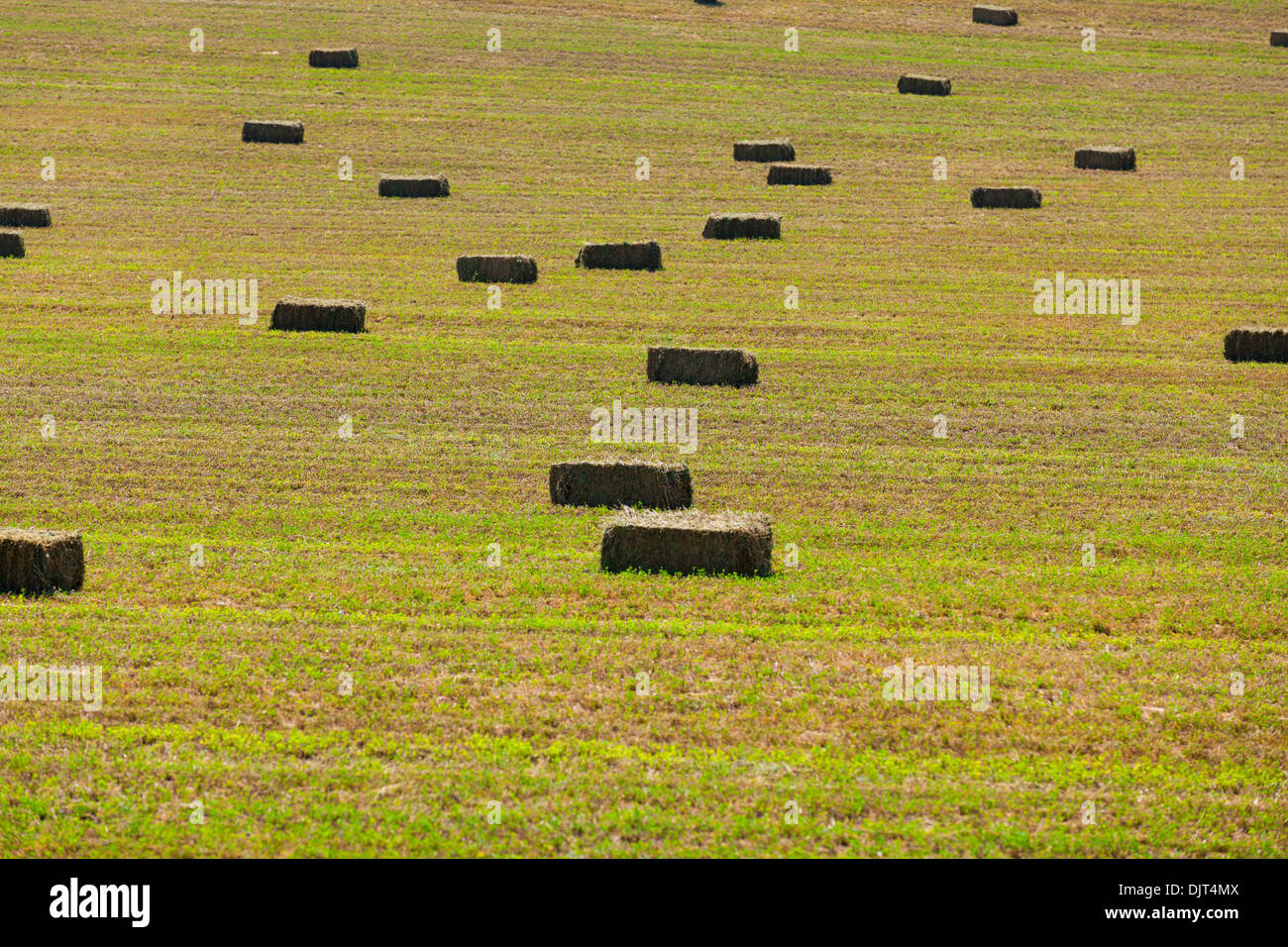 Hay bales in field Stock Photo