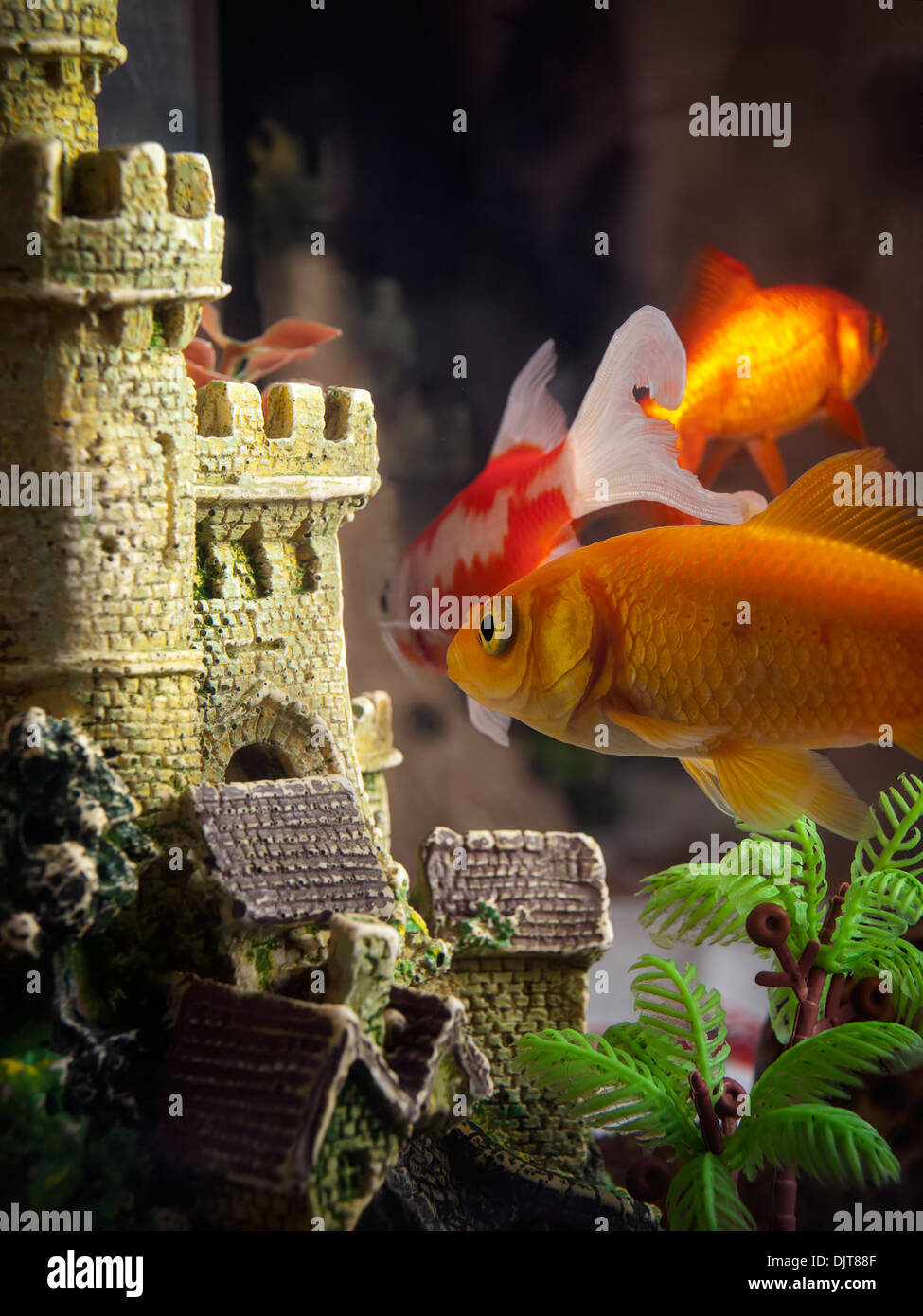 Picture of Few goldfish in the aquarium near their castle Stock Photo - Alamy