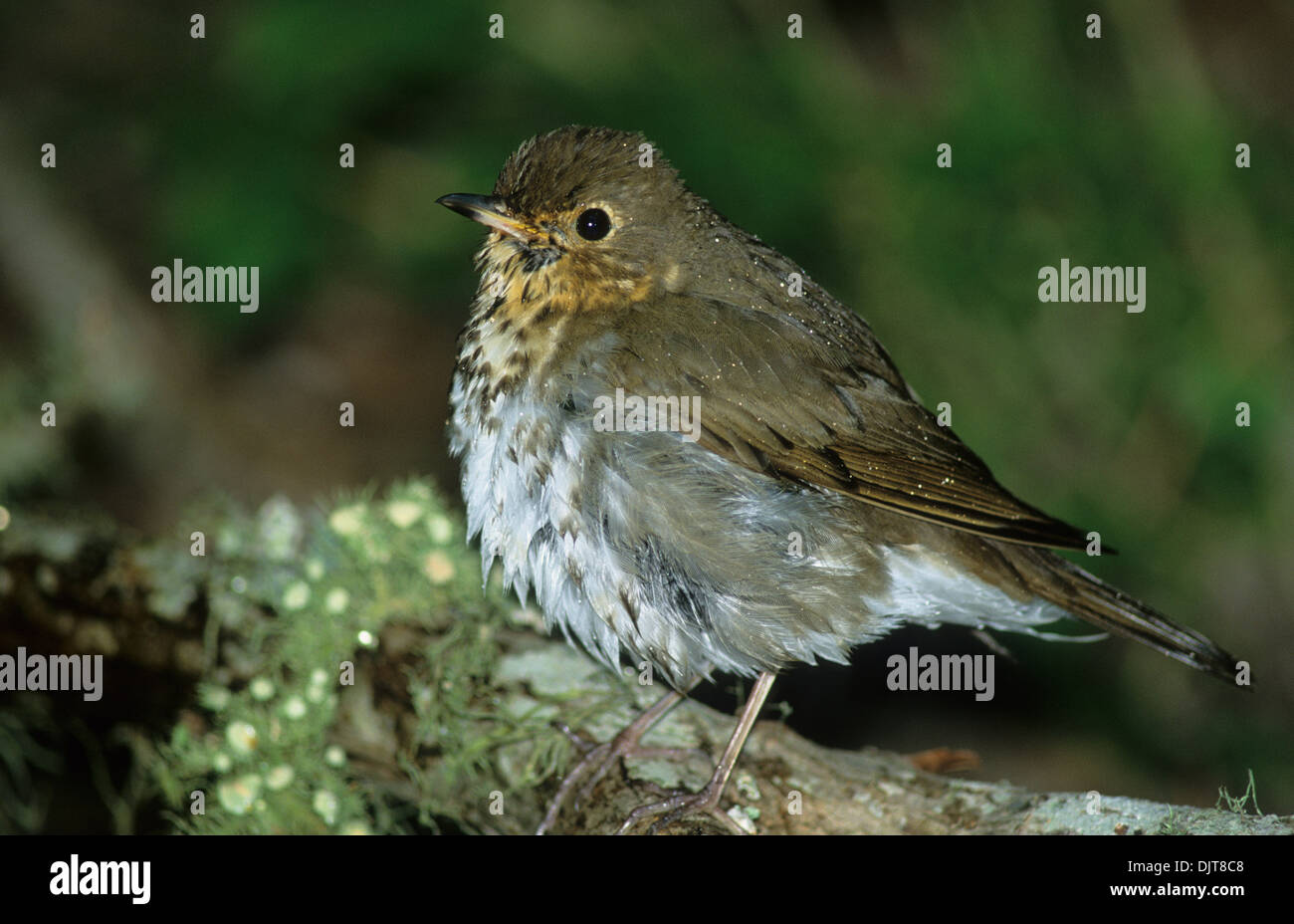 SWAINSON'S THRUSH (Catharus ustulatus) Louis Smith Woods Sanctuary High