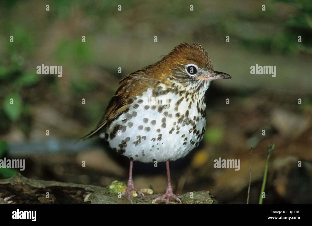 WOOD THRUSH (Hylocichla mustelina) adult bathing Louis Smith Woods Sanctuary High Island Texas USA Stock Photo