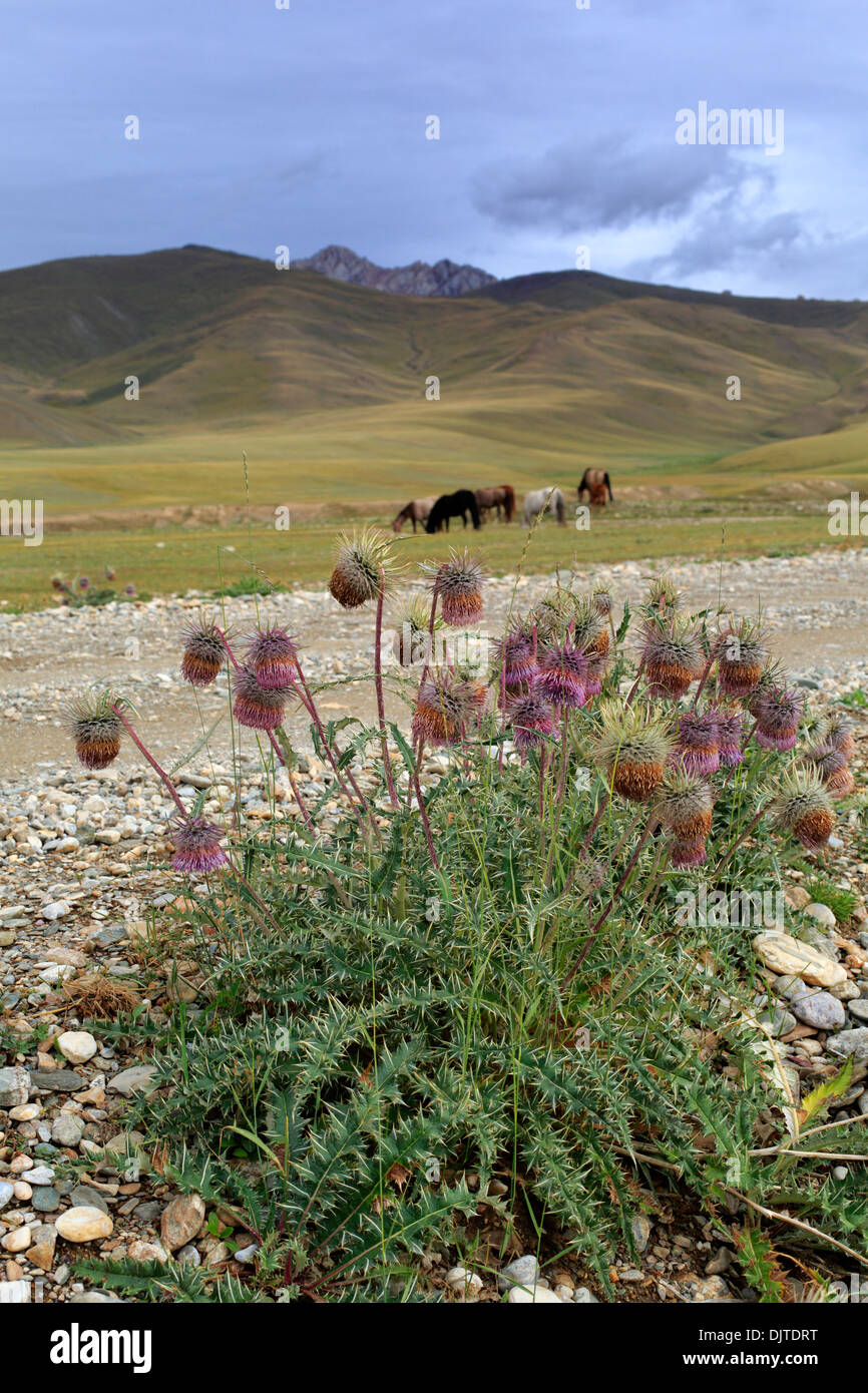Carduus crispus (welted thistle), Naryn oblast, Kyrgyzstan Stock Photo