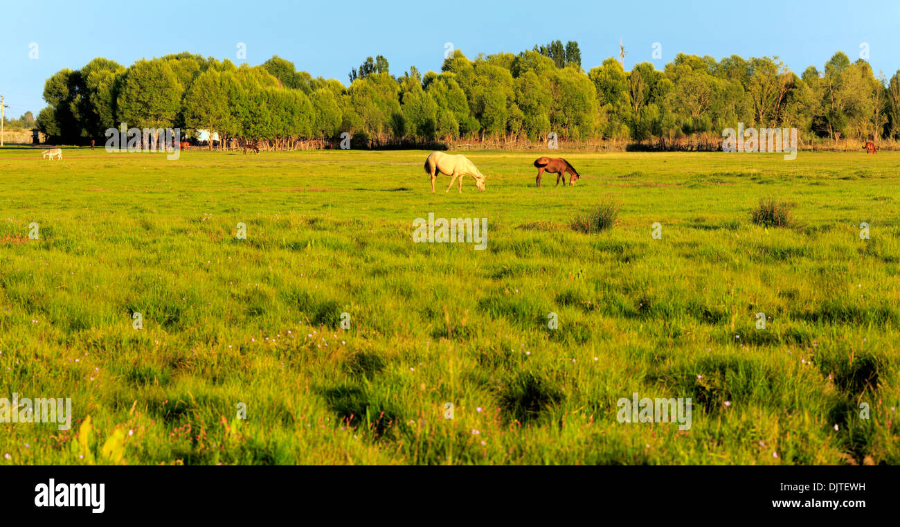 Horses pasture on the grass, Issyk Kul oblast, Kyrgyzstan Stock Photo