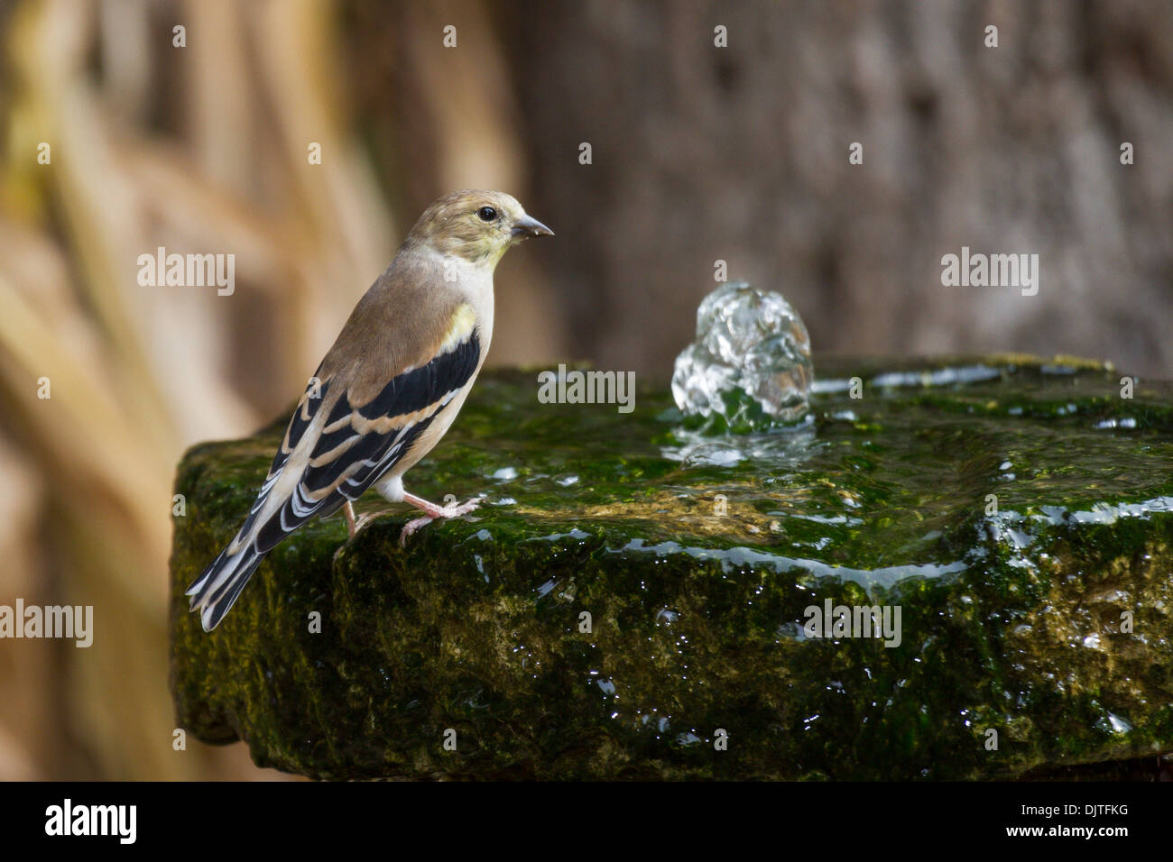 American Goldfinch, Carduelis tristis at water fountain at Gary Carter's backyard wildlife habitat in McLeansville, North Carolina. Stock Photo