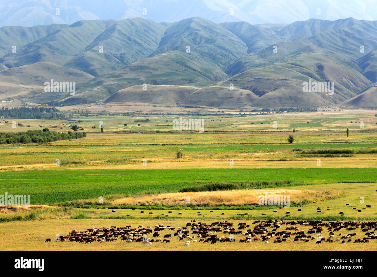 Flock of sheep, near Burana tower, Chuy oblast, Kyrgyzstan Stock Photo