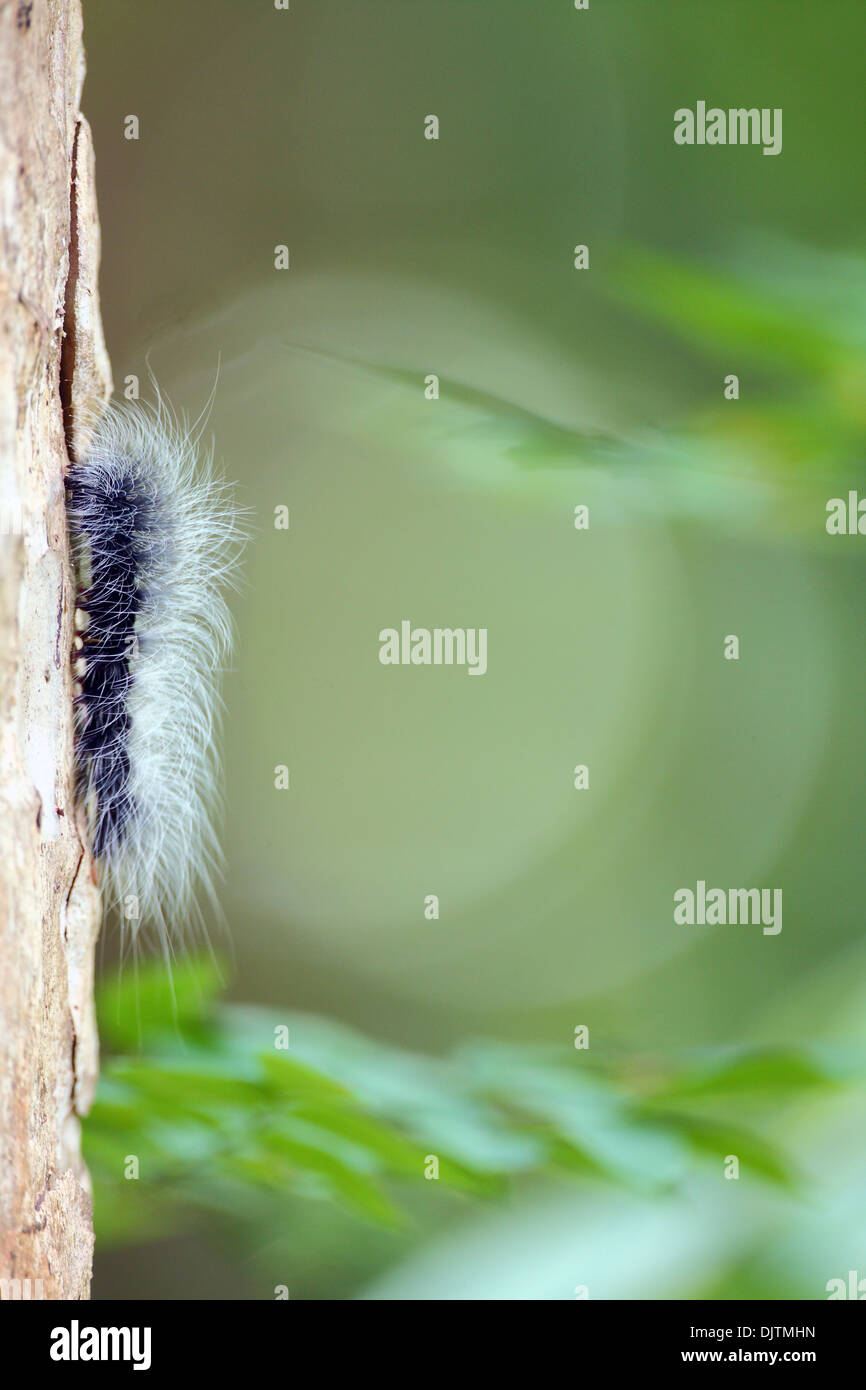 Hairy caterpillar on tree trunk in rainforest. Cat Tien National Park. Vietnam. Stock Photo
