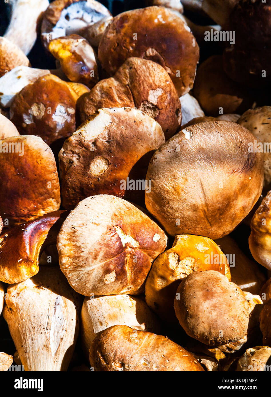 Boletus edulis (Porcini or Cep) mushrooms for sale in Mercato di Rialto market, Venice, Italy. Stock Photo