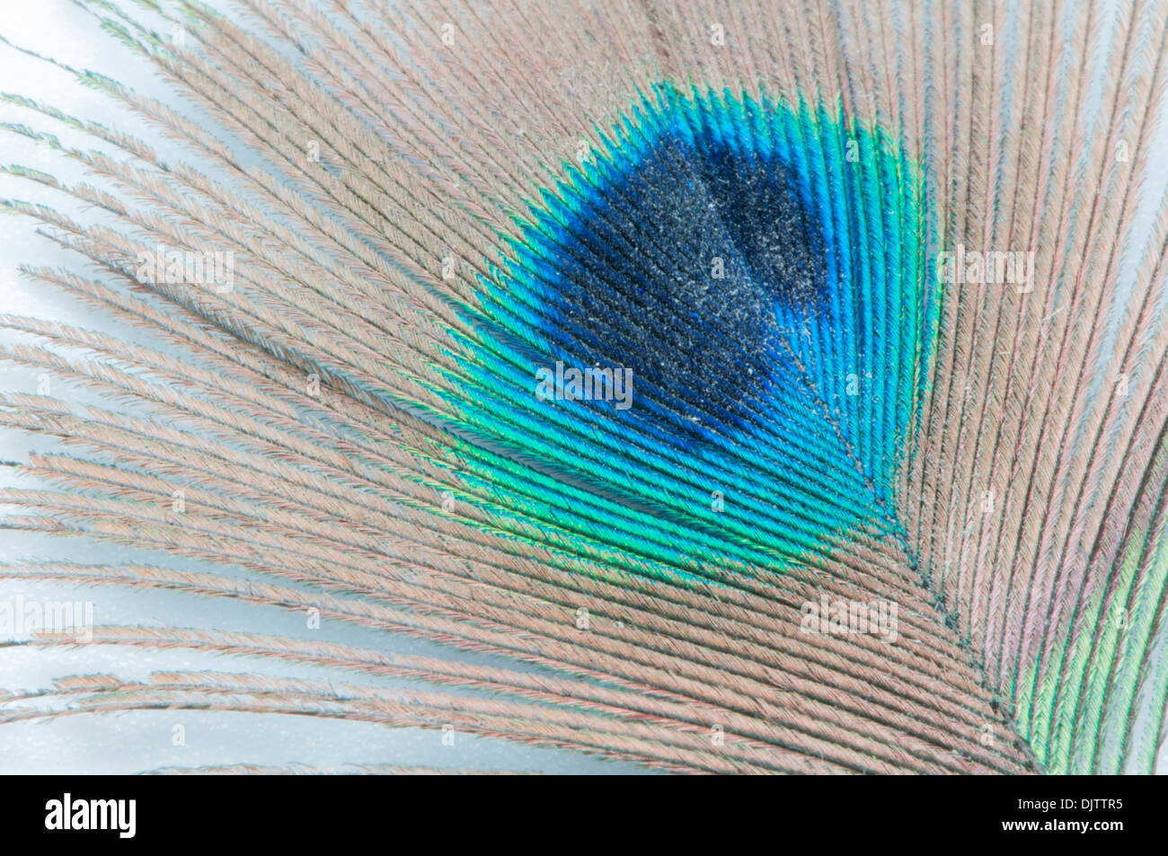 peacock feather with all its colors Stock Photo
