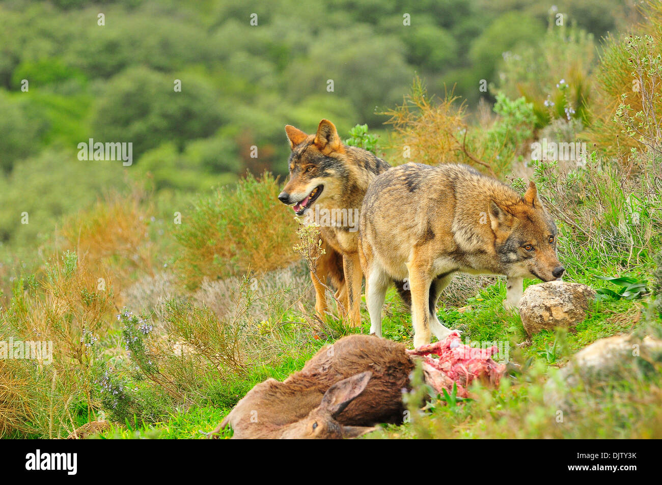 Lobo ibérico hi-res stock photography and images - Alamy