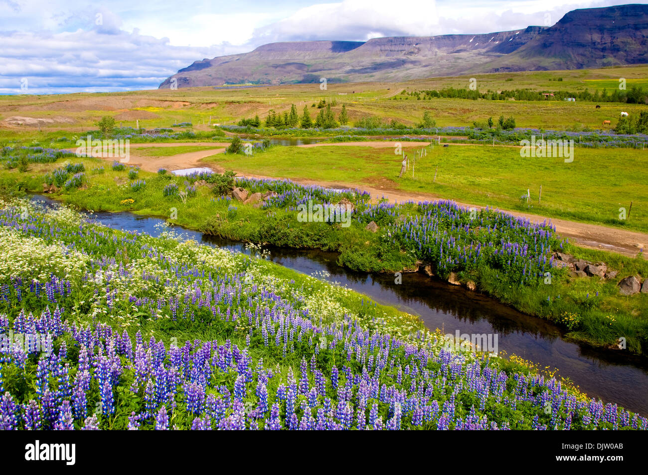 Iceland flowers hires stock photography and images Alamy
