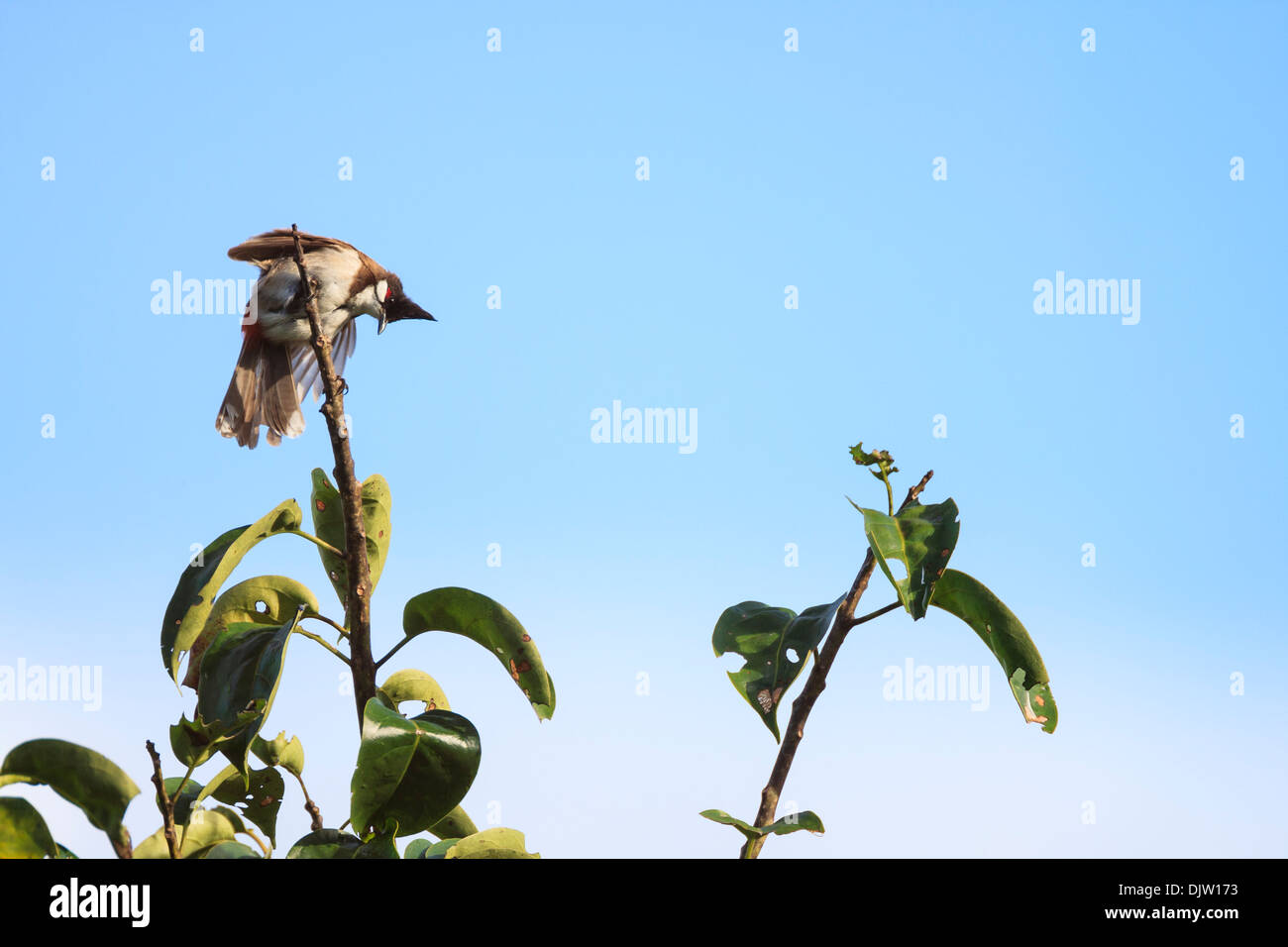 Red-whiskered Bulbul (Pycnonotus jocosus) perched on a tree. Bach Ma ...