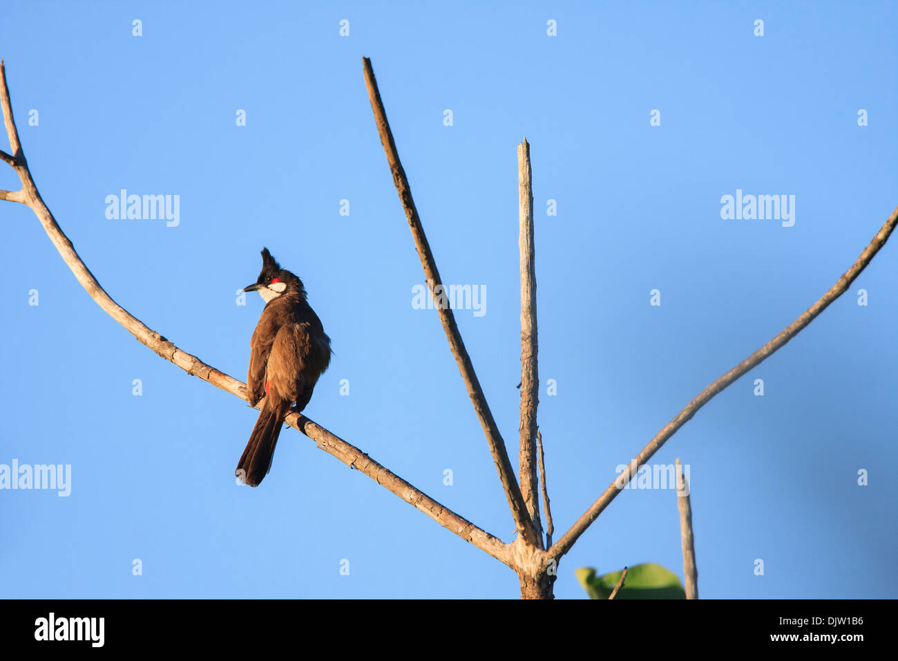 Red-whiskered Bulbul (Pycnonotus jocosus) perched on a tree. Bach Ma ...