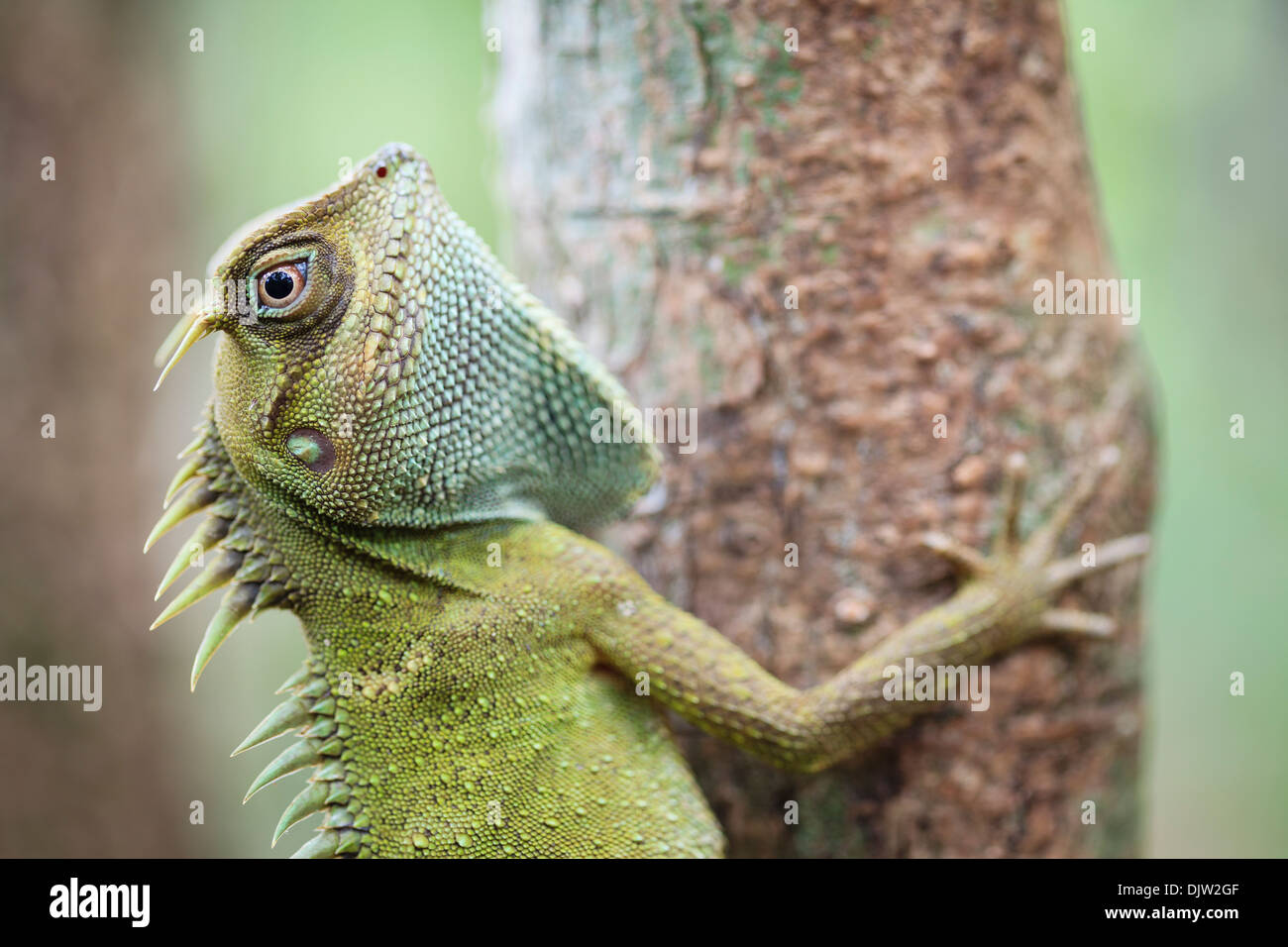 Mountain Horned Dragon (Acanthosaura capra). Bach Ma National Park. Vietnam. Stock Photo