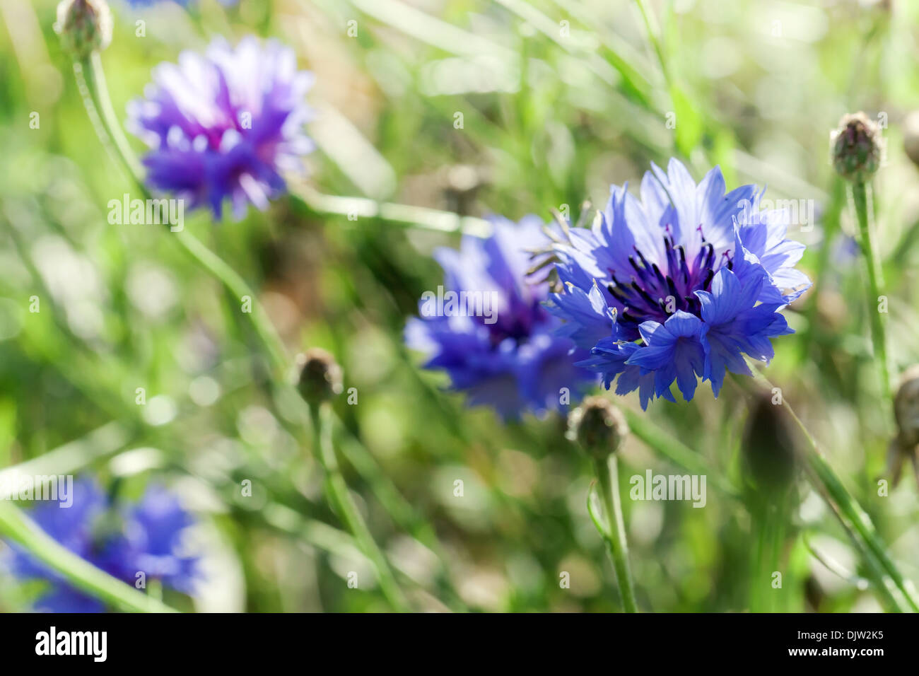 Centaurea cyanus. Blue flowers grow on summer meadow Stock Photo