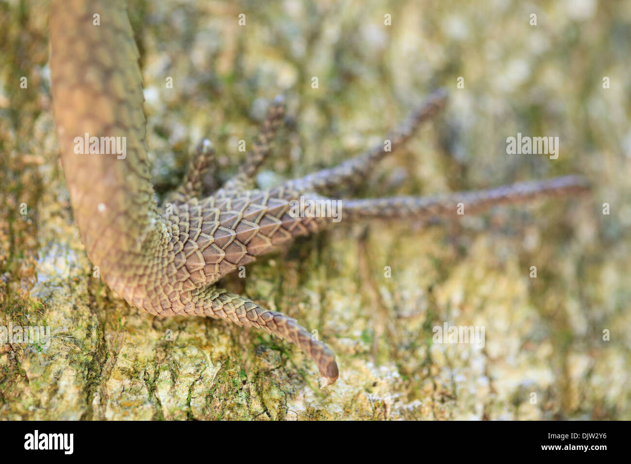 Close up of foot of Mountain Horned Dragon (Acanthosaura capra). Bach Ma National Park. Vietnam. Stock Photo