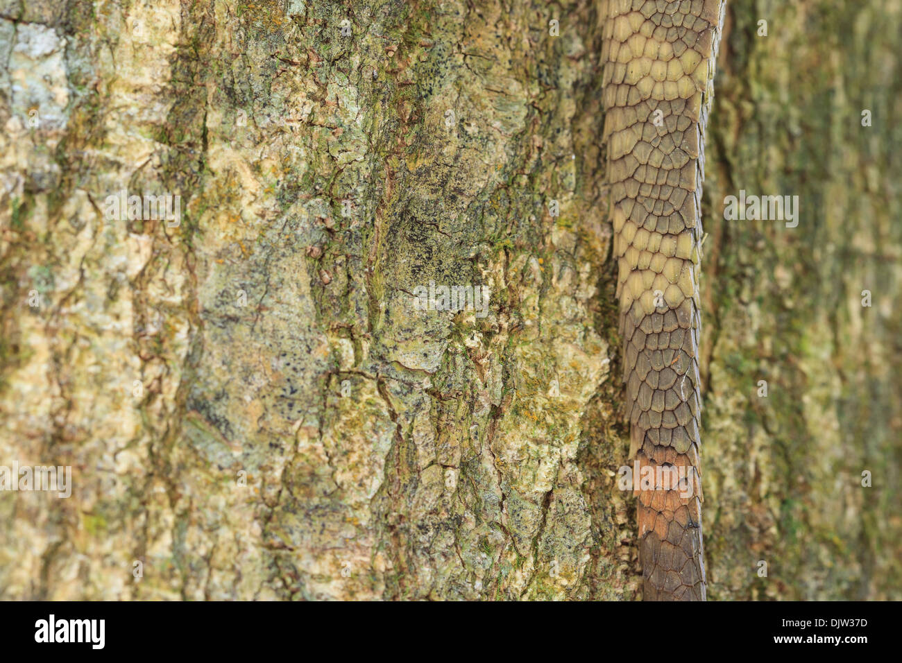 Mountain Horned Drago (Acanthosaura capra) closeup of tail. Bach Ma National Park. Vietnam. Stock Photo