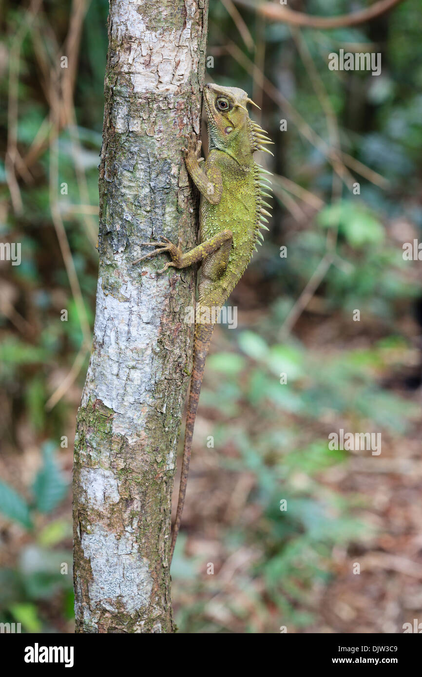 Mountain Horned Dragon (Acanthosaura capra) perched on trunk. Bach Ma National Park. Vietnam. Stock Photo