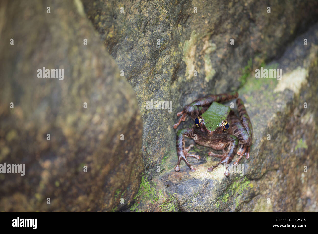 Frog frogs odorrana hires stock photography and images Alamy