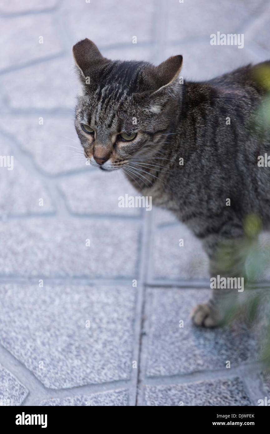 Feral or stray cat with a clipped ear which indicated that it is neutered  or spayed, Rome, Lazio, Italy Stock Photo - Alamy
