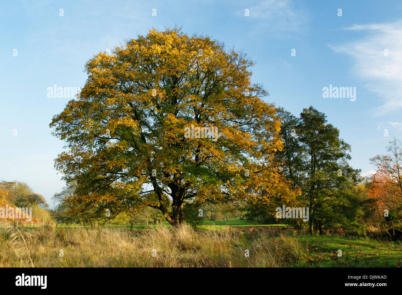 Sycamore tree, latin name Acer pseudoplatanus, showing the first phase of autumn colours Stock Photo