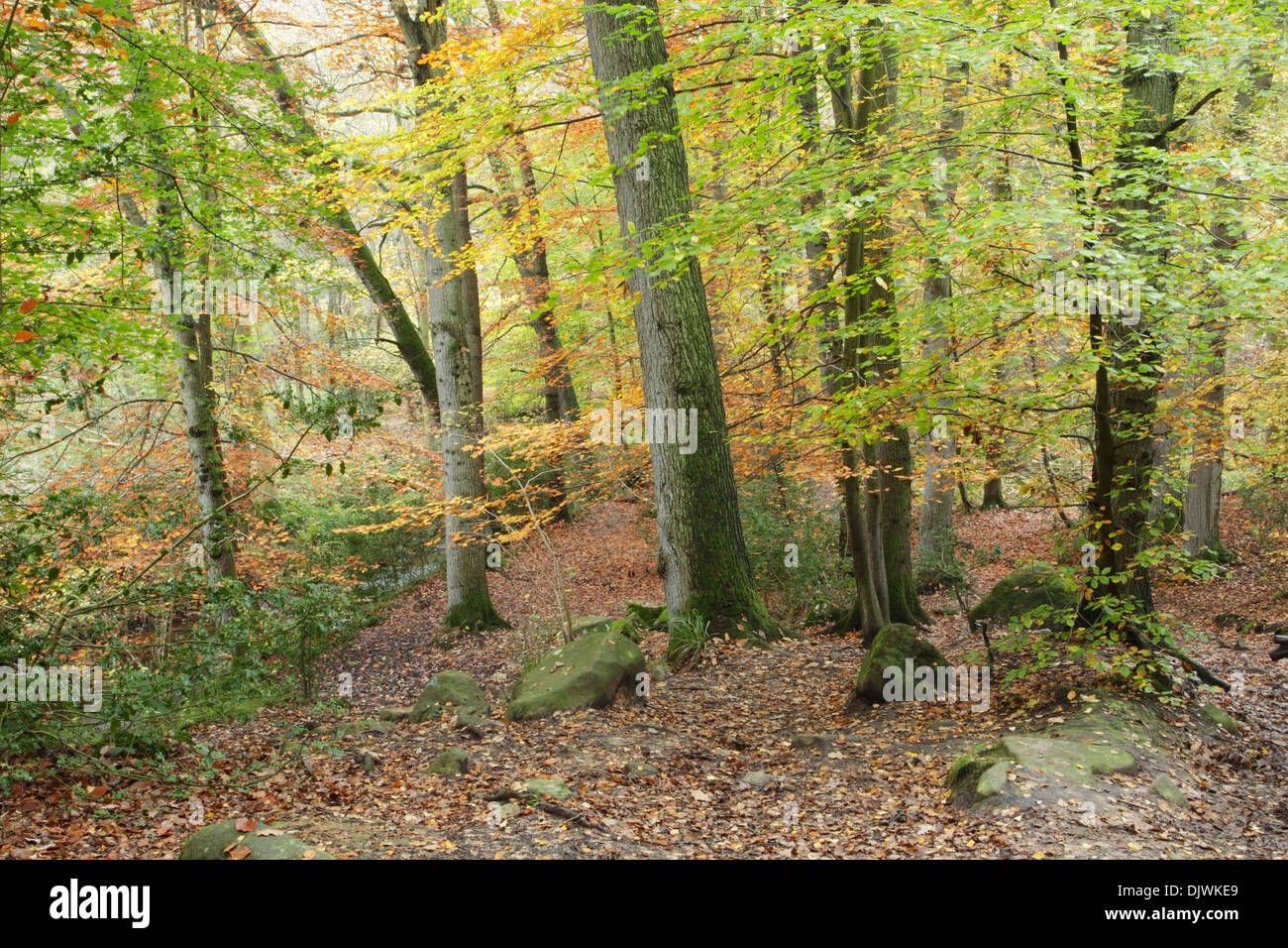 Mixed deciduous woodland in Sneaton Forest showing the beginning of autumnal colours in the North York Moors National Park. Stock Photo