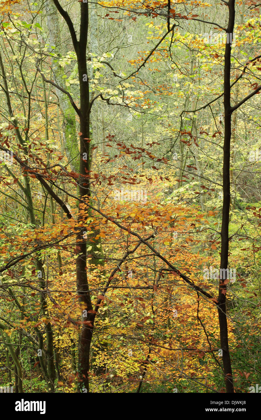 Detail view of mixed deciduous woodland in Sneaton Forest showing the beginning of autumnal colours Stock Photo