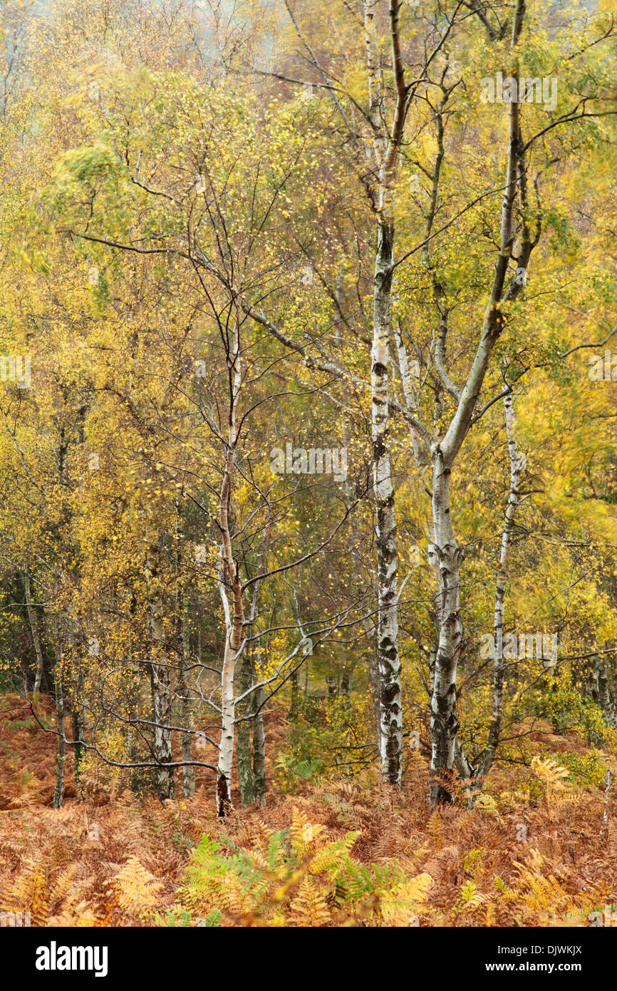 Silver birch trees, latin name Betula pendula, showing the first colours of autumn with a woodland floor covered by bracken Stock Photo
