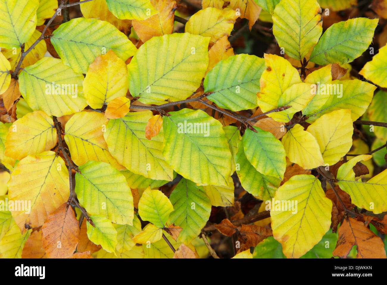 Common beech tree leaves, latin name Fagus sylvatica, in the porcess of turning yellow during autumn Stock Photo