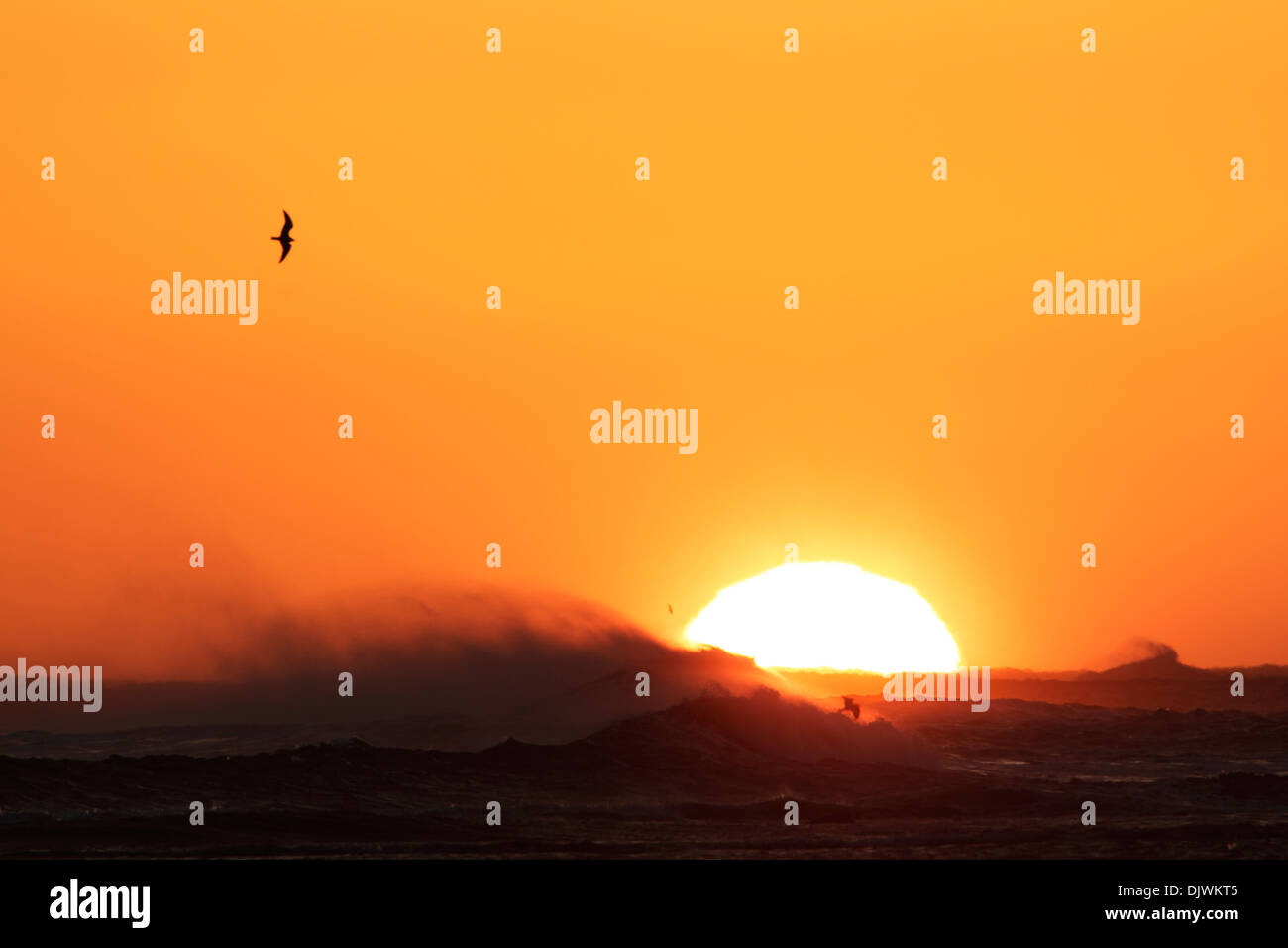 Sunrise over a turbulent sea with a white sun against a golden sky with seagulls flying around Stock Photo