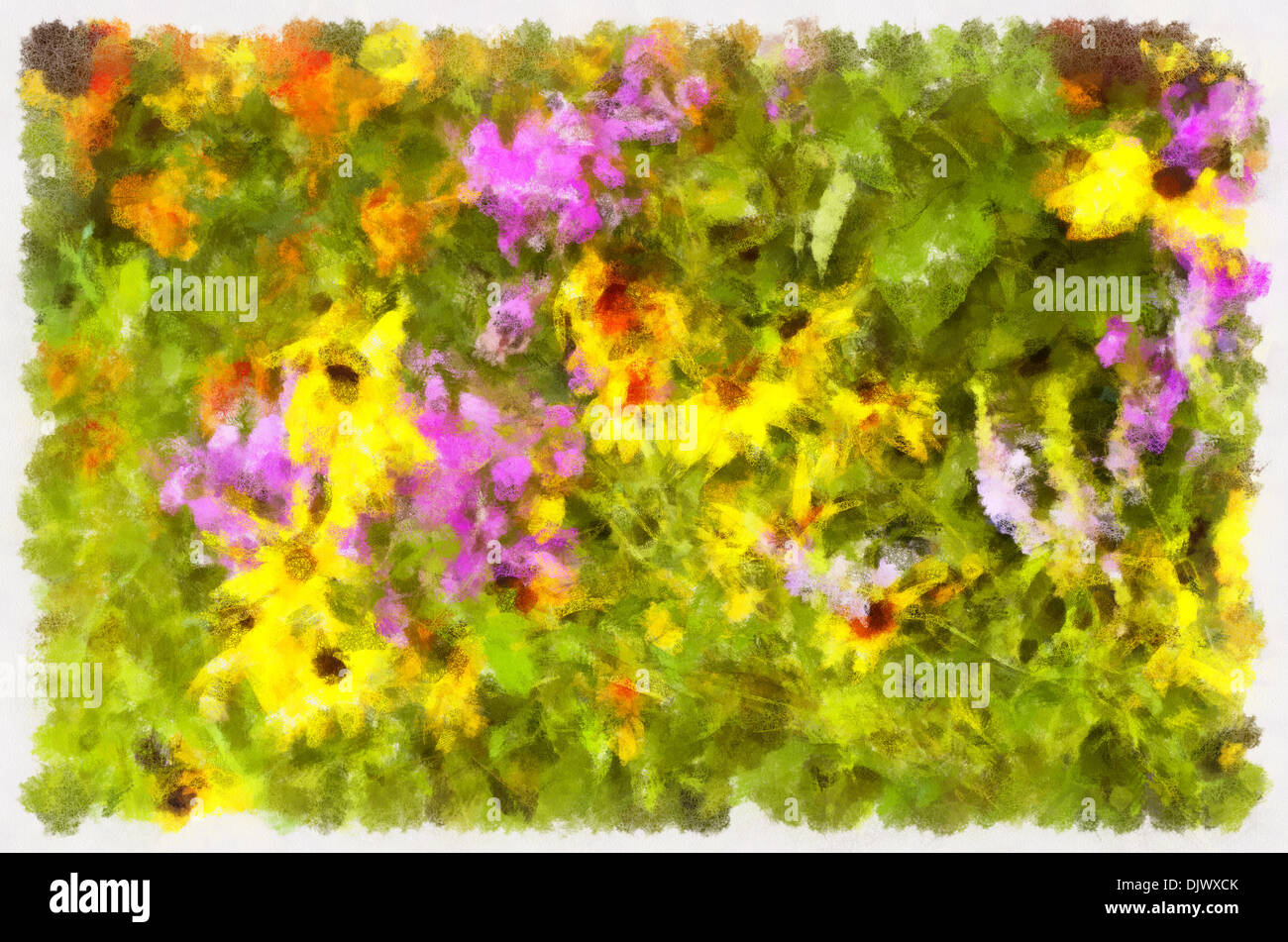 Echinacea (Latin Echinacea) - genus of perennial plants of the Asteraceae or Compositae (Asteraceae), phlox Stock Photo