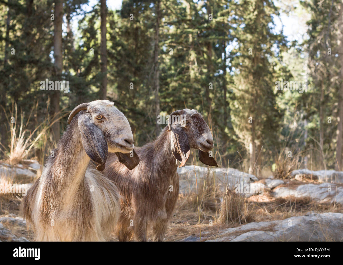 Beautiful photos of goats grazing in the forest. Israel. Stock Photo