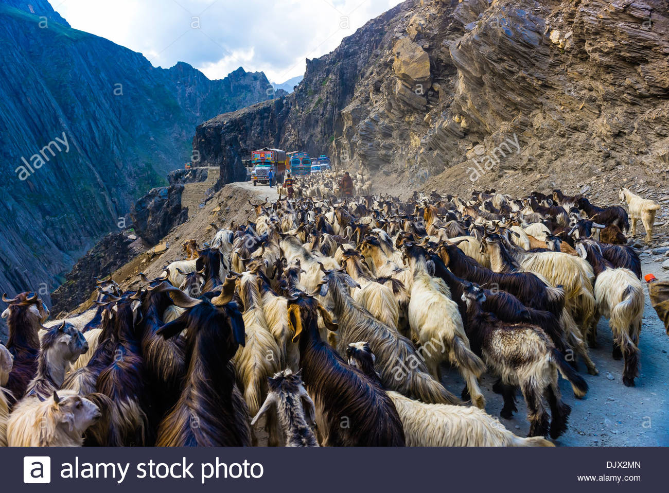 Sheep Herded Stock Photos & Sheep Herded Stock Images Alamy
