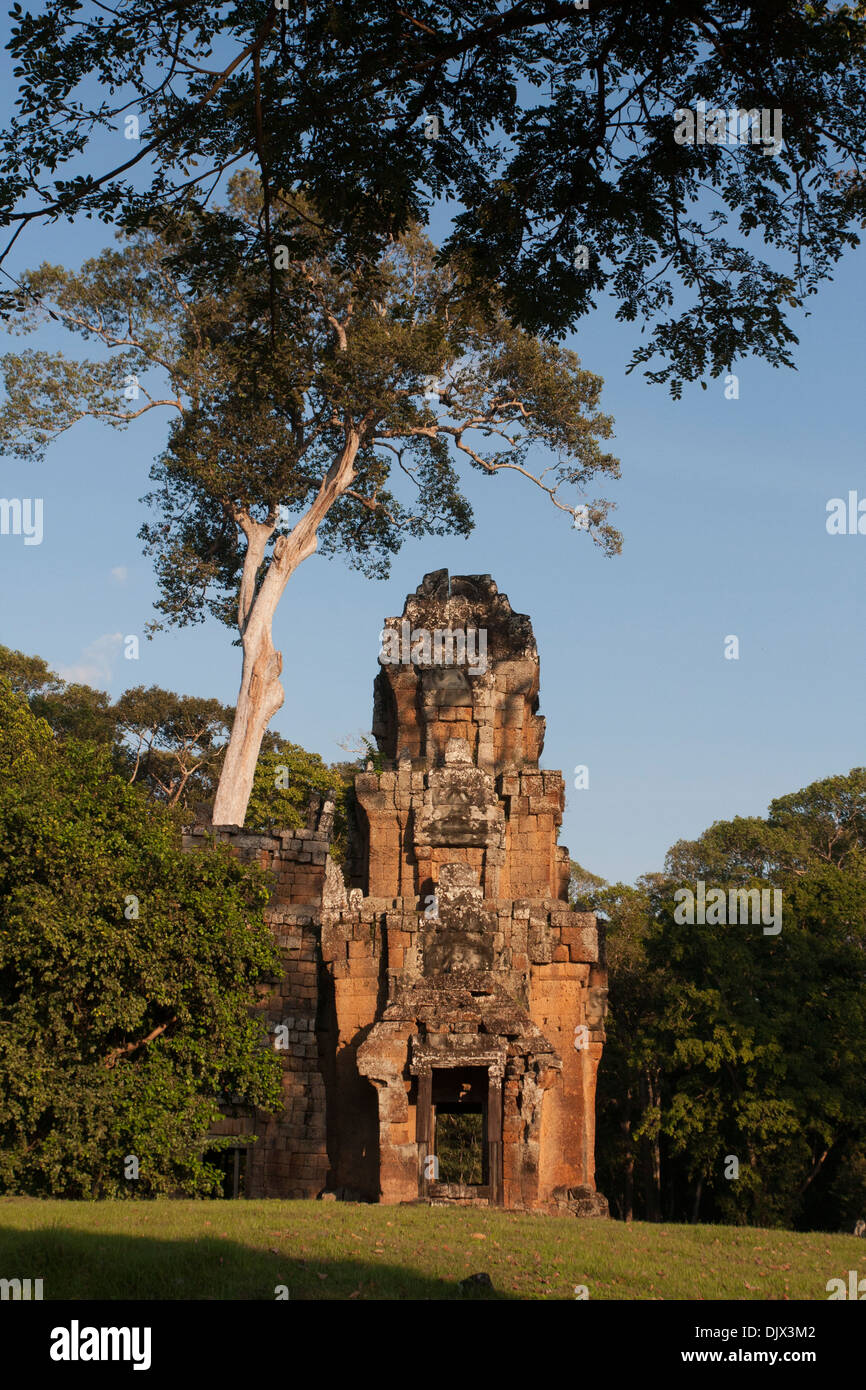 Temple ruins under a tree at Angkor Wat, Cambodia. Stock Photo