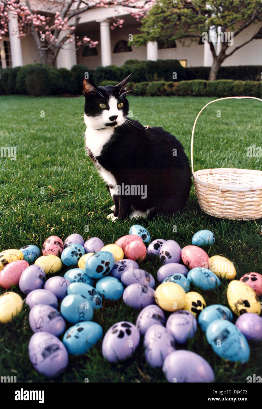 US First Cat Socks posing next to Easter Eggs decorated with his paw print on the South Lawn of the White House April 1, 1994 in Washington, DC. Stock Photo