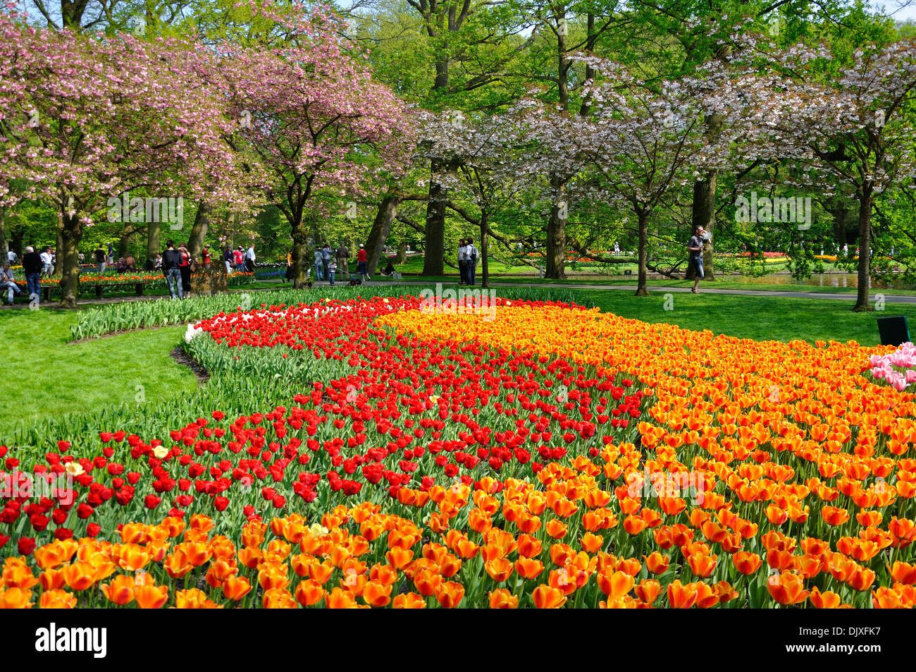 Red and orange tulips in Keukenhof park in Holland Stock Photo - Alamy
