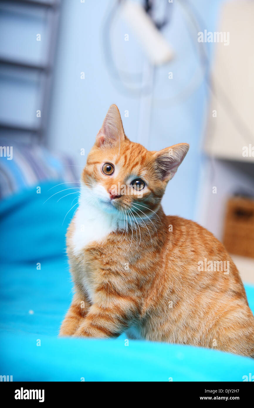 Animals at home. Red cute little baby cat pet kitten sitting on bed turquoise blanket Stock