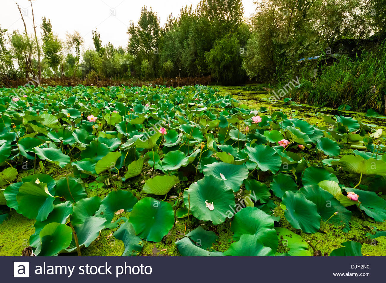 Lotus flowers, Dal Lake in Srinagar, Kashmir, Jammu and Kashmir Stock