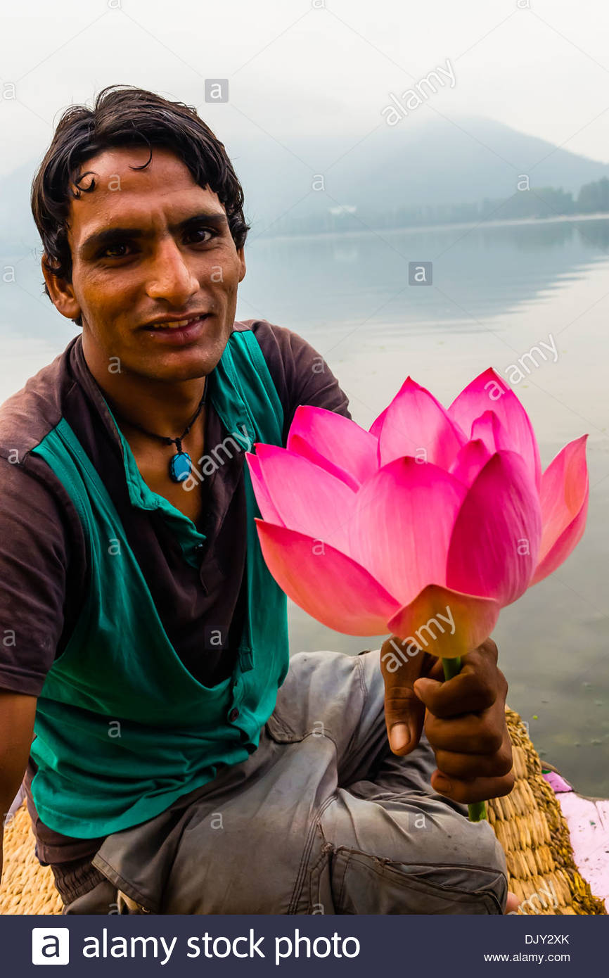 Lotus flowers, Dal Lake in Srinagar, Kashmir, Jammu and Kashmir Stock