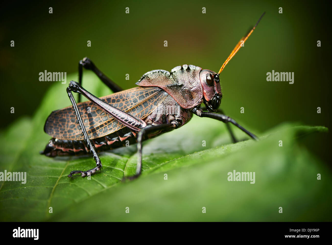 Taeniopoda reticulata or purple grasshopper Stock Photo - Alamy
