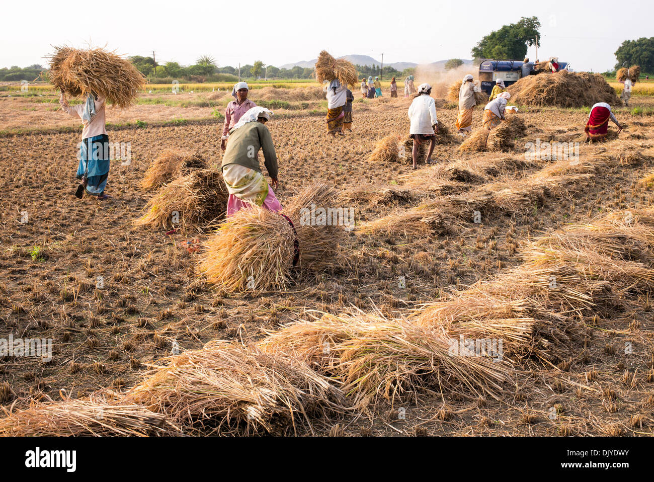 Indian farm workers harvesting the rice crop. Andhra Pradesh, India