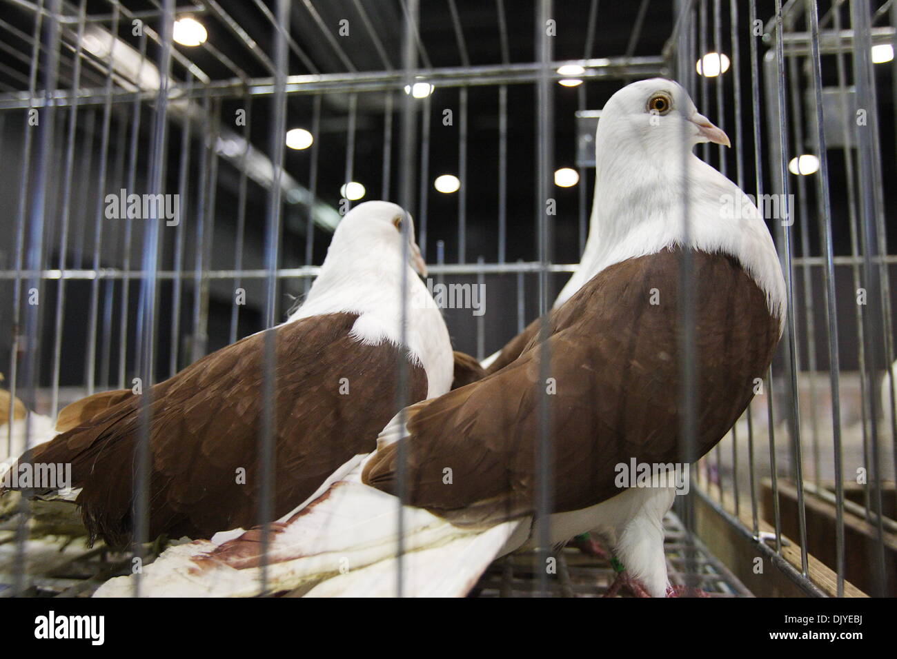 Gdansk, Poland. 1st Dec 2013. 8th International Fair of Pigeon Post and Acessories at Amber Expo hall in Gdansk. Exhibitors show carrier pigeons and take part in auction of pigeons from the Polish, Dutch, German and Belgian pigeons reputable kennels. Credit:  Michal Fludra/Alamy Live News Stock Photo
