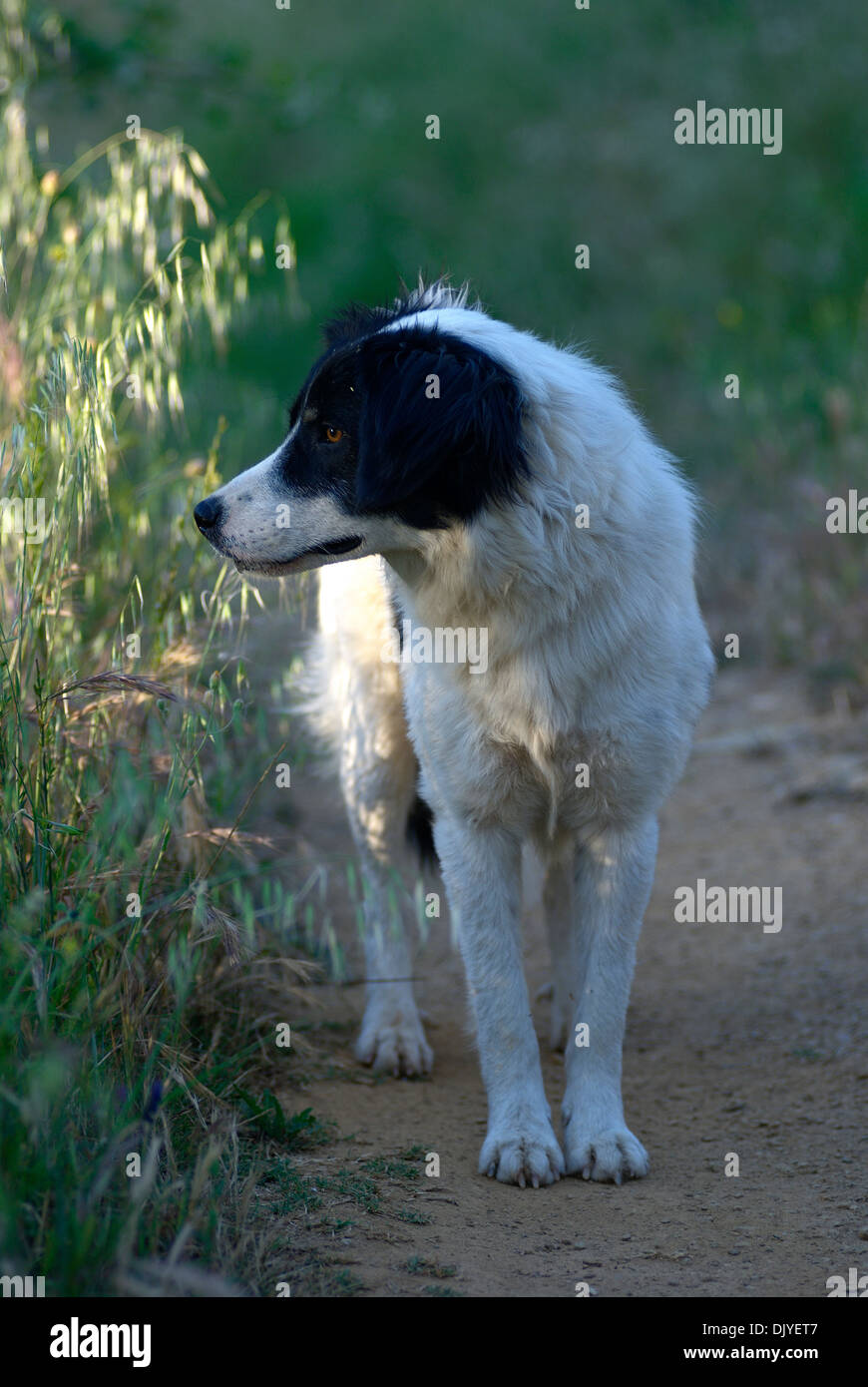 Border Collie standing on a trail through a meadow Stock Photo